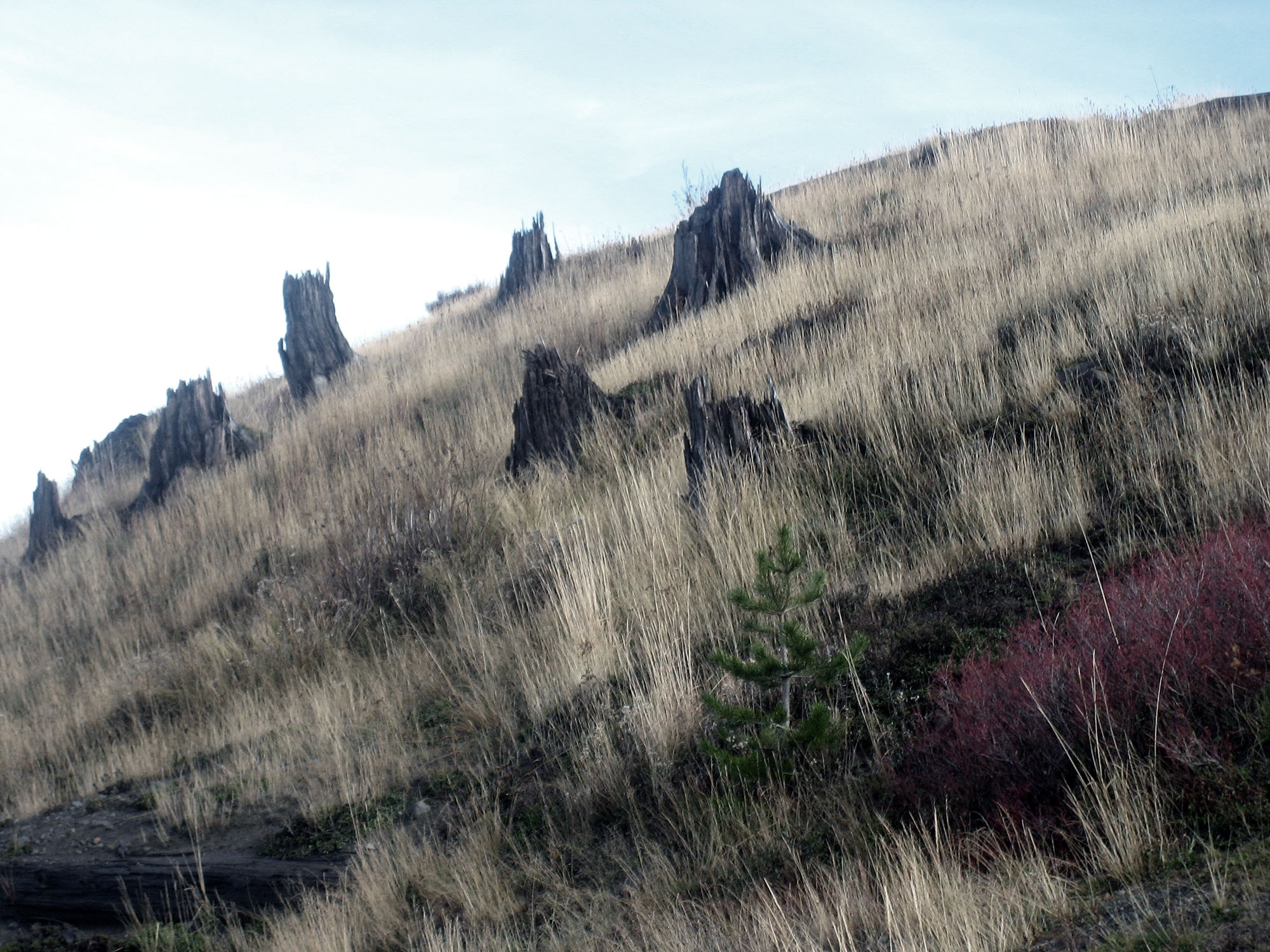 tree_stumps