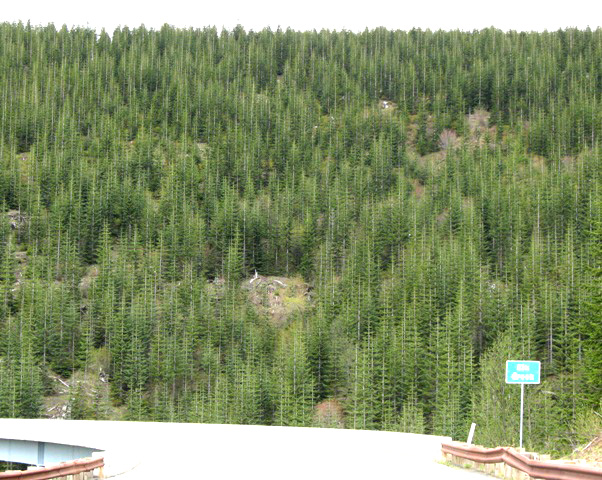 replanted trees
