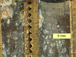 tenorite scale
