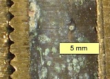 tenorite
